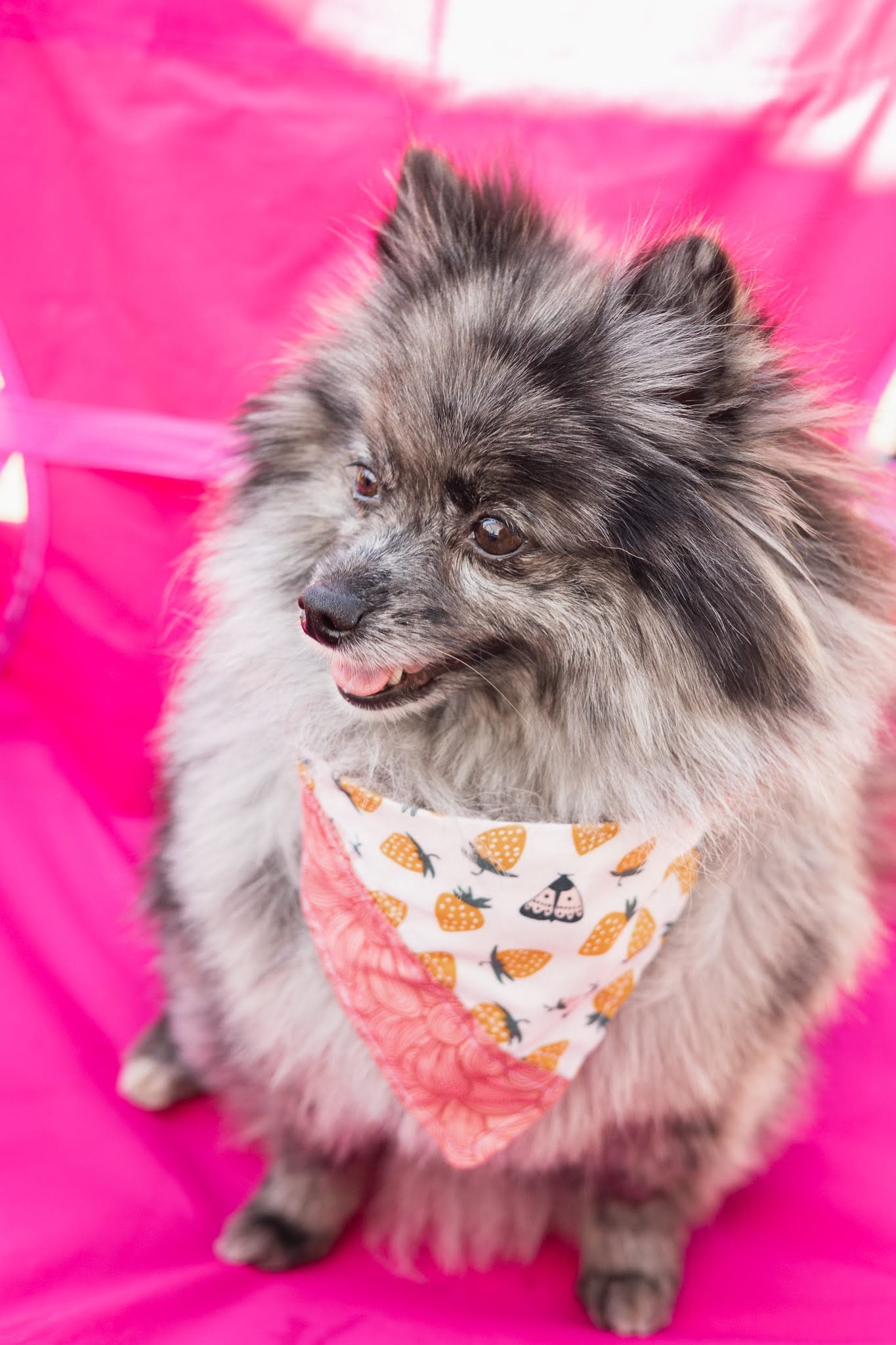 Strawberry Fields Scrunchdana